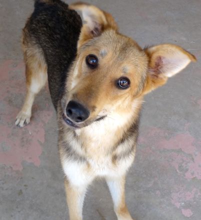 Wolverine, männlicher Husky-Schäferhund-Mix