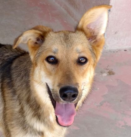 Wolverine, männlicher Husky-Schäferhund-Mix