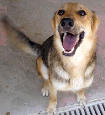 Wolverine, männlicher Husky-Schäferhund-Mix