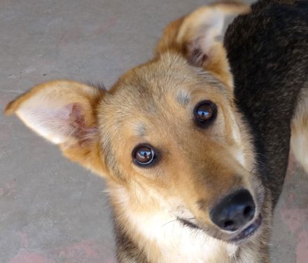 Wolverine, männlicher Husky-Schäferhund-Mix