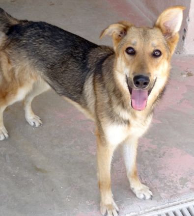 Wolverine, männlicher Husky-Schäferhund-Mix