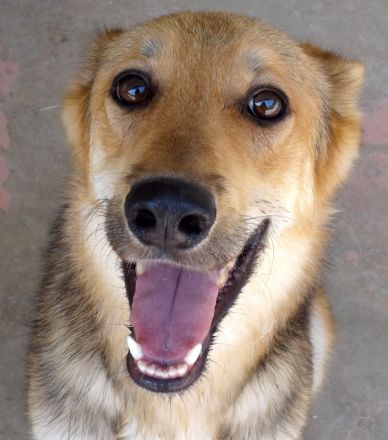 Wolverine, männlicher Husky-Schäferhund-Mix