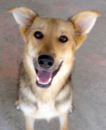 Wolverine, männlicher Husky-Schäferhund-Mix