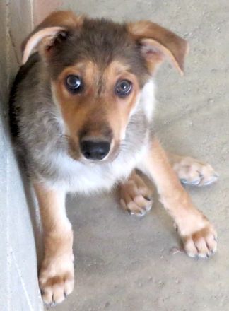 Wolverine, männlicher Husky-Schäferhund-Mix