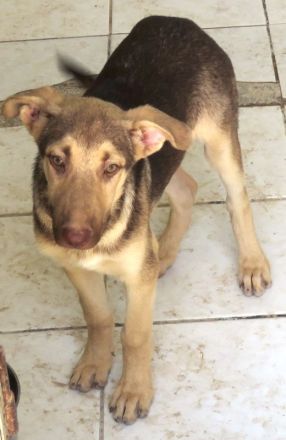 Xorn, männlicher Husky-Schäferhund-Mix