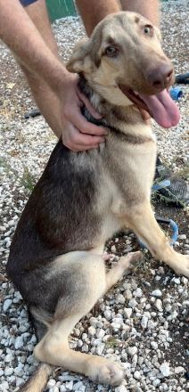 Xorn, männlicher Husky-Schäferhund-Mix