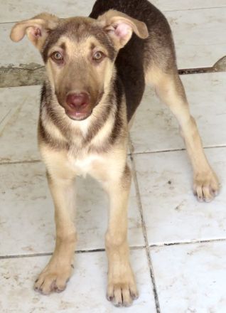 Xorn, männlicher Husky-Schäferhund-Mix