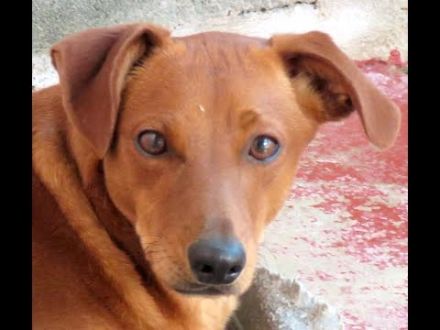 Whimpey, männlicher Terrier-Mix