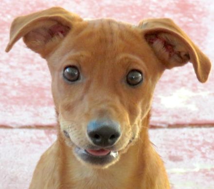 Whimpey, männlicher Terrier-Mix