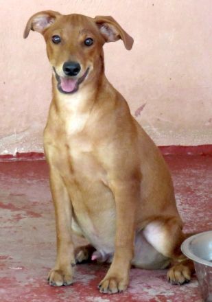 Whimpey, männlicher Terrier-Mix