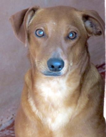 Whimpey, männlicher Terrier-Mix