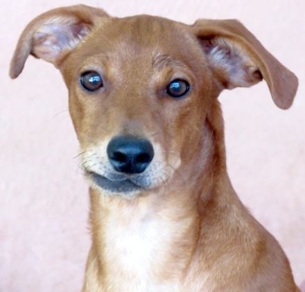 Whimpey, männlicher Terrier-Mix