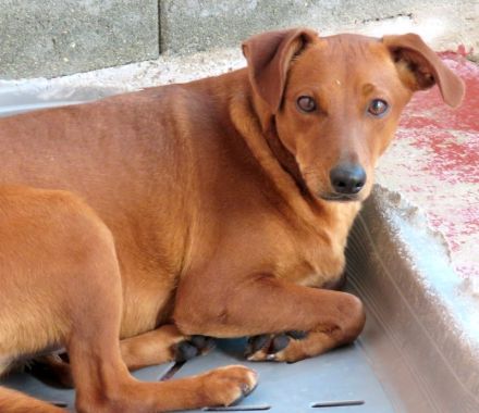 Whimpey, männlicher Terrier-Mix