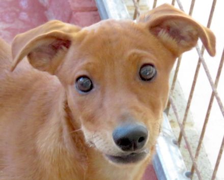 Whimpey, männlicher Terrier-Mix