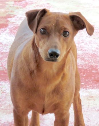 Whimpey, männlicher Terrier-Mix