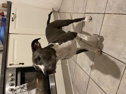 American Staffordshire 6 Monate alt