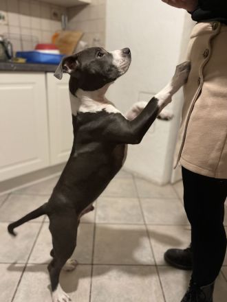 American Staffordshire 6 Monate alt