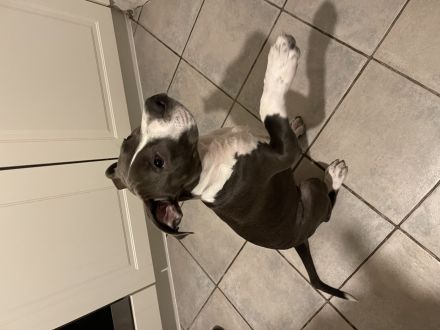 American Staffordshire 6 Monate alt