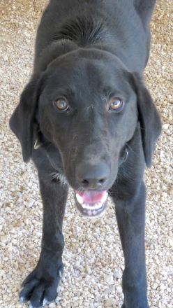 Turbo 2, männlicher Mischling