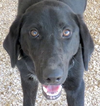 Turbo 2, männlicher Mischling