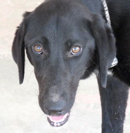 Turbo 2, männlicher Mischling