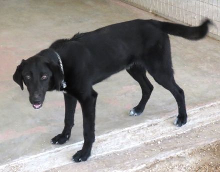 Turbo 2, männlicher Mischling