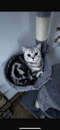 Britisch kurzhaar dringend abzugeben