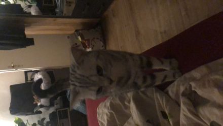 Britisch kurzhaar dringend abzugeben