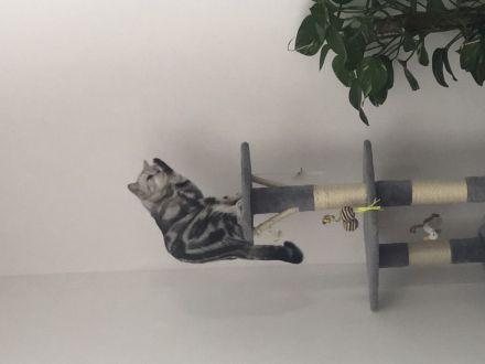 Britisch kurzhaar dringend abzugeben