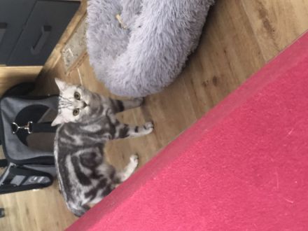 Britisch kurzhaar dringend abzugeben