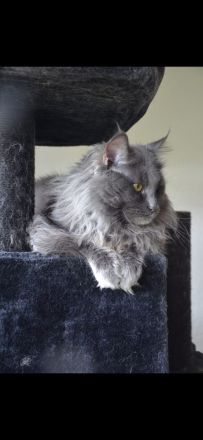 Smirnov der Deckkater