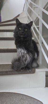 Smirnov der Deckkater