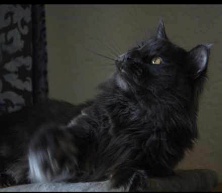 Smirnov der Deckkater