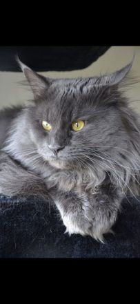 Smirnov der Deckkater