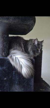 Smirnov der Deckkater