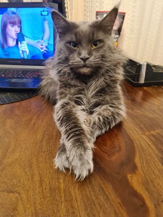 Smirnov der Deckkater