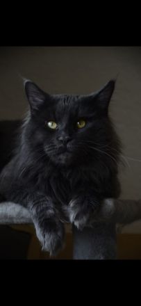 Smirnov der Deckkater