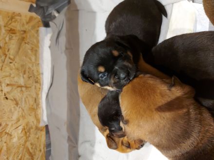 American Bully/Rottweiler Welpen