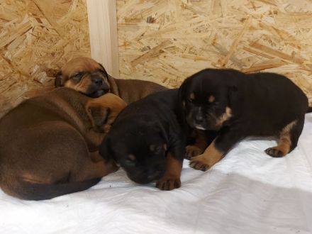 American Bully/Rottweiler Welpen