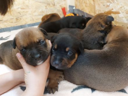 American Bully/Rottweiler Welpen