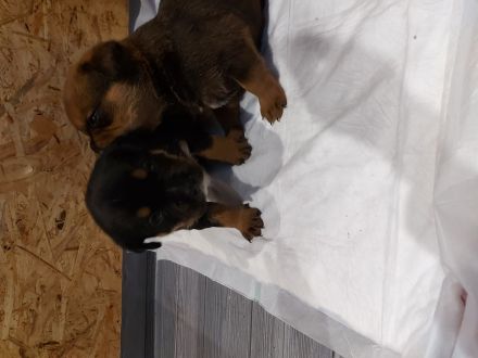 American Bully/Rottweiler Welpen