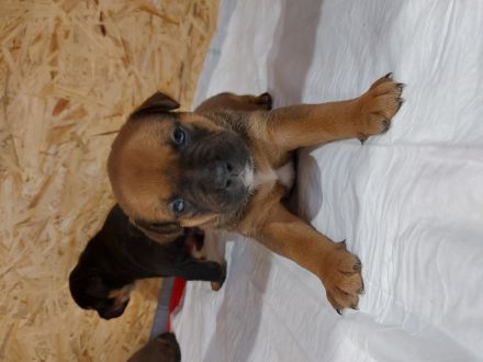 American Bully/Rottweiler Welpen