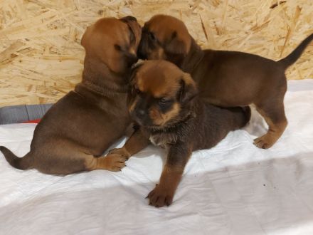 American Bully/Rottweiler Welpen