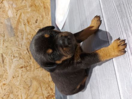 American Bully/Rottweiler Welpen