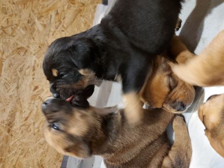 American Bully/Rottweiler Welpen