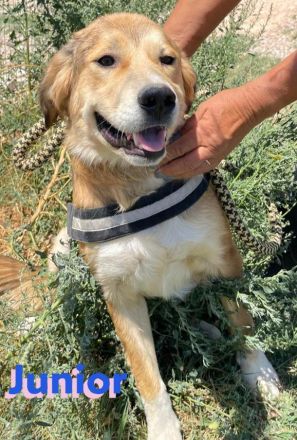 Junior. 11/23- Rohdiamant sucht Zuhause zum Aufblühen