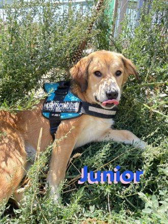 Junior. 11/23- Rohdiamant sucht Zuhause zum Aufblühen