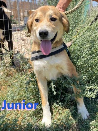 Junior. 11/23- Rohdiamant sucht Zuhause zum Aufblühen