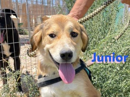 Junior. 11/23- Rohdiamant sucht Zuhause zum Aufblühen