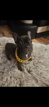 Wunderschöne französische bulldogge welpen